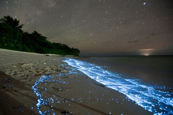 glowing-waves-bioluminescent-ocean-life-explained-scintillans_50152_600x4501